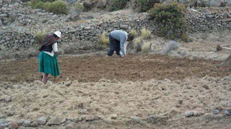 La base de la norriture locale: différents types de pommes de terre cultivées à 4000m d'altitude